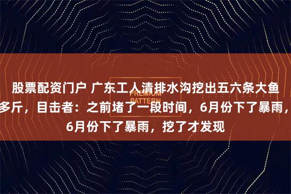 股票配资门户 广东工人清排水沟挖出五六条大鱼，重的有20多斤，目击者：之前堵了一段时间，6月份下了暴雨，挖了才发现